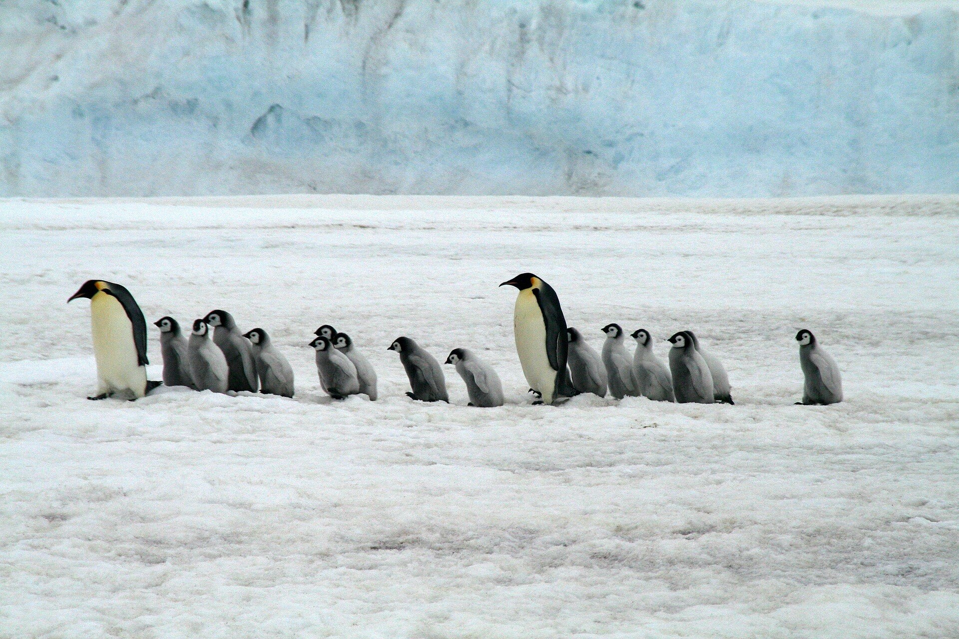 emperor-penguins-2821897_1920